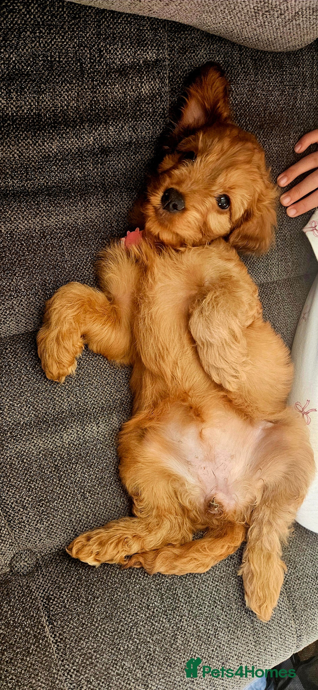Cockapoo dogs for sale: Beautiful Cockapoos  - Image 13