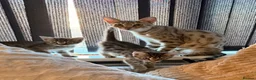 Savannah cats for sale: F4 Savannah Kitten’s African bloodline - Advert 11