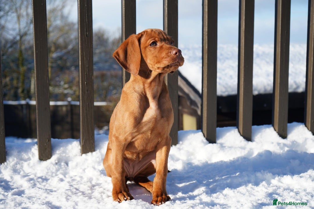 Hungarian Vizsla dogs for sale: Beautiful Fully Trained KC Hungarian Vizsla Puppy - Advert 2