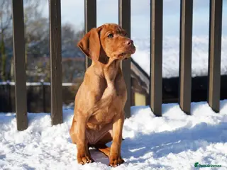 Hungarian Vizsla dogs Beautiful Fully Trained KC Hungarian Vizsla Puppy - Advert 2
