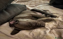 Cane Corso dogs for sale:  Pure breed Cane Corso  Puppies Looking for Homes  - Image 12