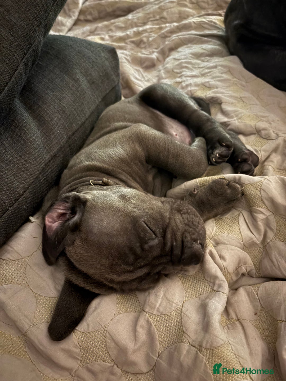 Cane Corso dogs for sale:  Pure breed Cane Corso  Puppies Looking for Homes  - Image 12