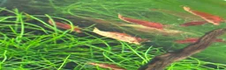 Shrimps fish for sale: Red cherry shrimp - Advert 3