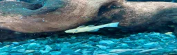 Plecos fish for sale: Blue-eye lemon Bristlenose pleco juveniles  - Advert 3