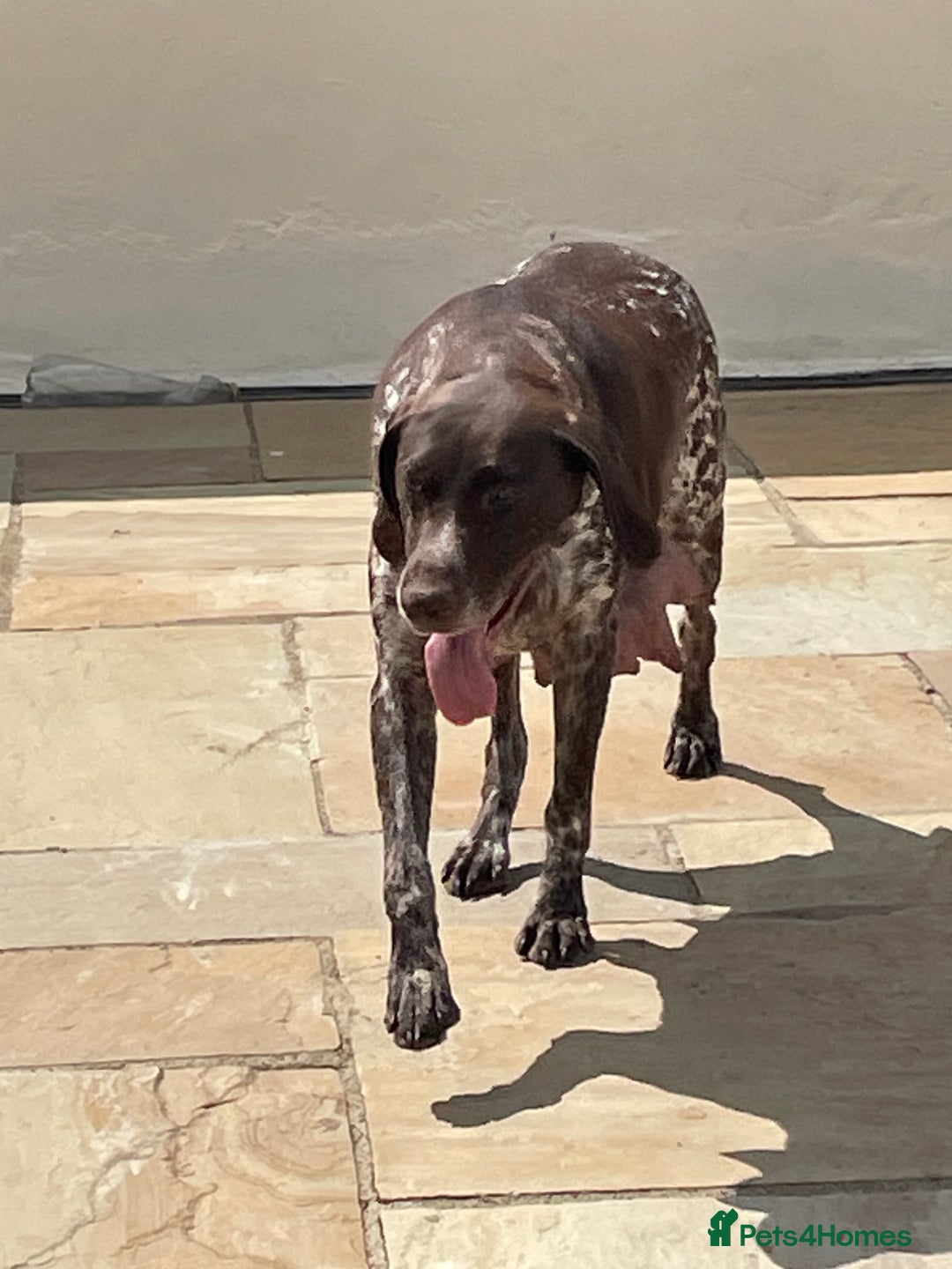 German Shorthaired Pointer dogs for sale: German shorthaired pointer boys and girls  - Image 21