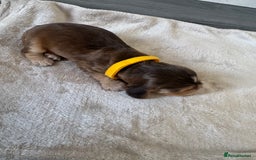 Cocker Spaniel dogs for sale: Stunning KC show cocker spaniels  - Image 19