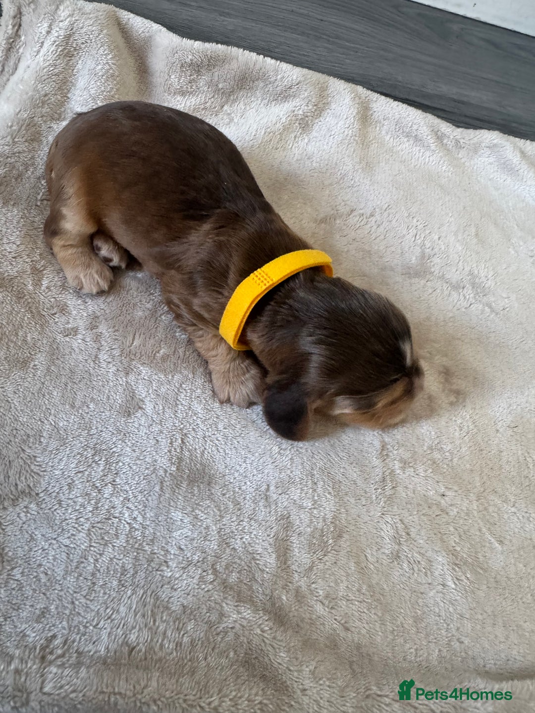 Cocker Spaniel dogs for sale: Stunning KC show cocker spaniels  - Image 19