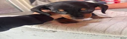 Dachshund dogs for sale: Dachshund puppies - Advert 7