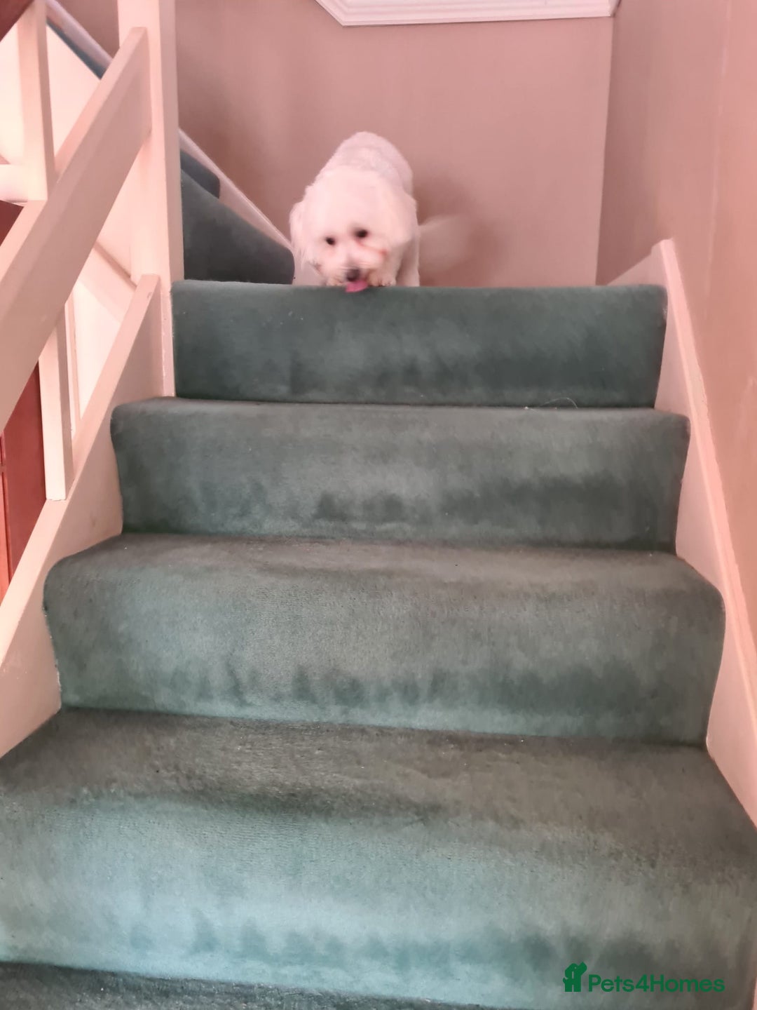 Maltese dogs for sale: Maltese Male 16 month old - Advert 10