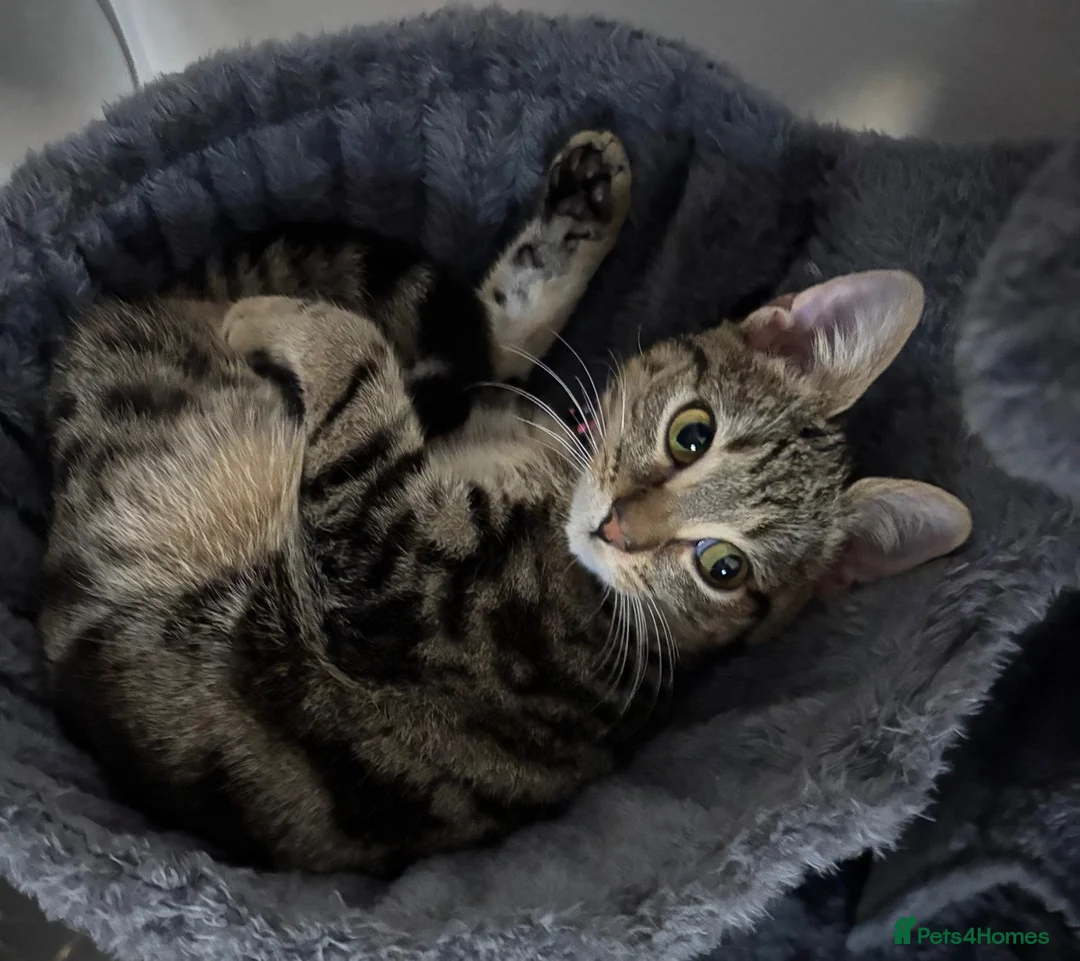 Mixed Breed cats for sale: 3 male kittens 1 tabby & 2 black in Nottingham - Advert 4