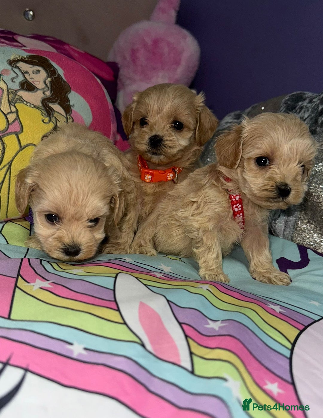 Maltipoo dogs for sale: Outstanding maltipoo - Advert 22