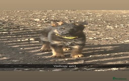 German Shepherd dogs for sale: Stunning blood line german shepherd puppy  - Image 1