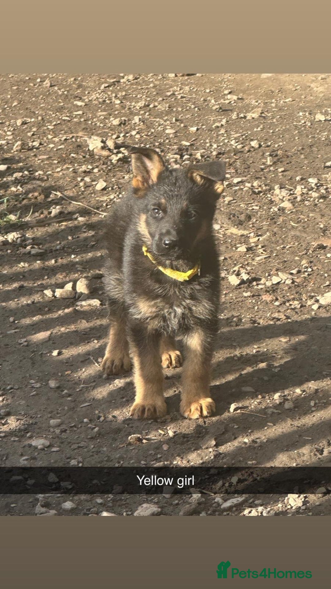 German Shepherd dogs for sale: Stunning blood line german shepherd puppy  - Image 1