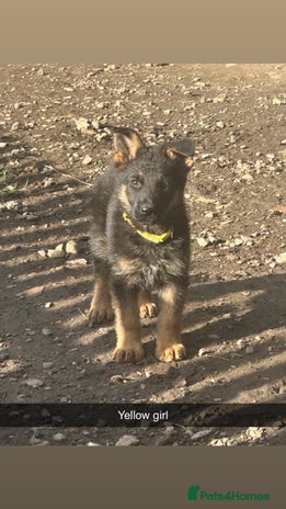 German Shepherd dogs - Advert 8