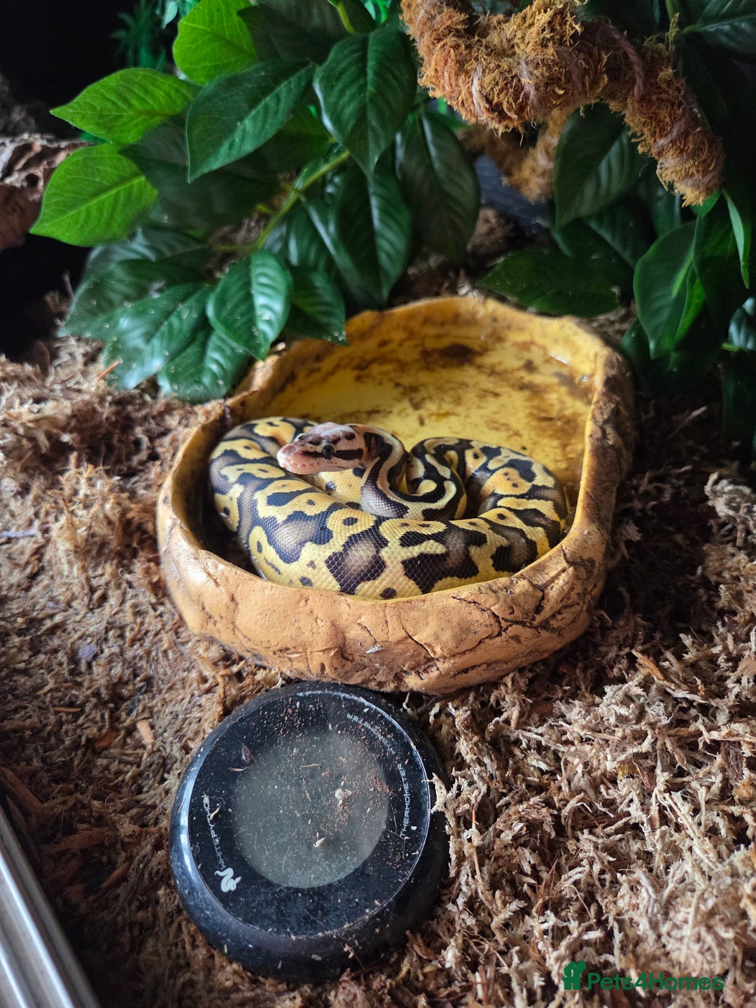 Python Snake reptiles for sale: Royal Python complete set up - Image 8