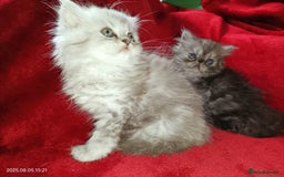 Persian cats for sale: Amazing Persian kittens  - Image 21