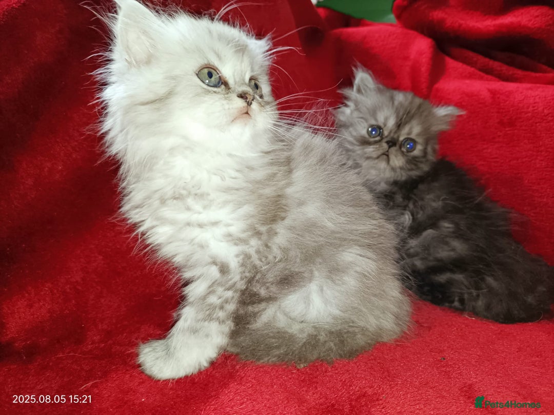 Persian cats for sale: Amazing Persian kittens  - Image 21