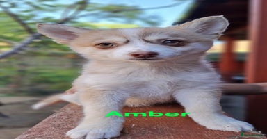 Pomsky dogs - Advert 2