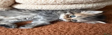 Persian Kitten 3