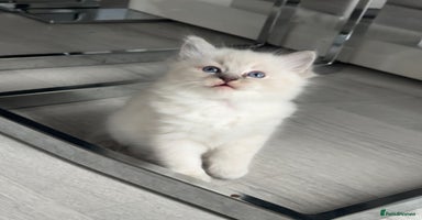 Ragdoll cats - Advert 9