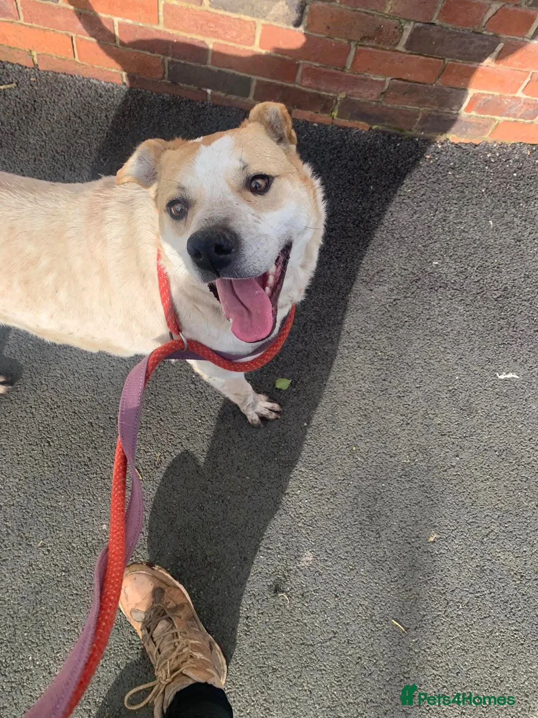 Mixed Breed dogs for adoption: Meet Barry,currently residing in Cheshire  - Advert 8