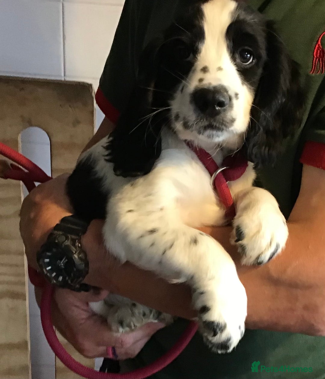 Cocker Spaniel dogs for sale: LAST PUPPY, READY 2 GO, 5* COCKER SPANIELS - Image 14