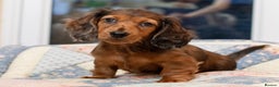 Miniature Dachshund dogs for sale:  Miniature Long-Haired Dachshund Puppies–Red Merle - Advert 26