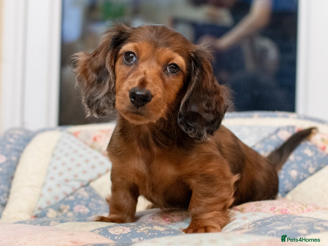 Miniature Dachshund dogs for sale:  Miniature Long-Haired Dachshund Puppies–Red Merle - Advert 26