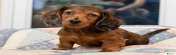 Miniature Dachshund dogs for sale:  Miniature Long-Haired Dachshund Puppies–Red Merle - Advert 38