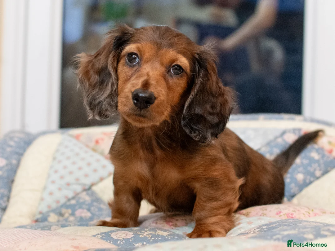 Miniature Dachshund dogs for sale:  Miniature Long-Haired Dachshund Puppies–Red Merle - Advert 38