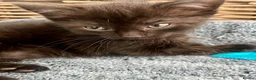 Ragdoll cats for sale: Super affectionate calm well handled ragdoll x boy - Advert 15