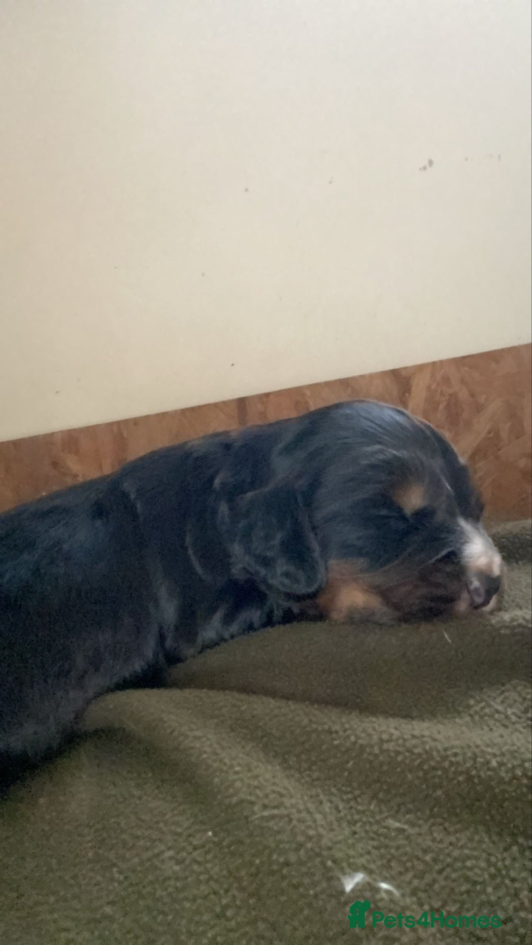 Cocker Spaniel dogs for sale: Beautiful Boy cocker spaniels for sale  - Advert 12