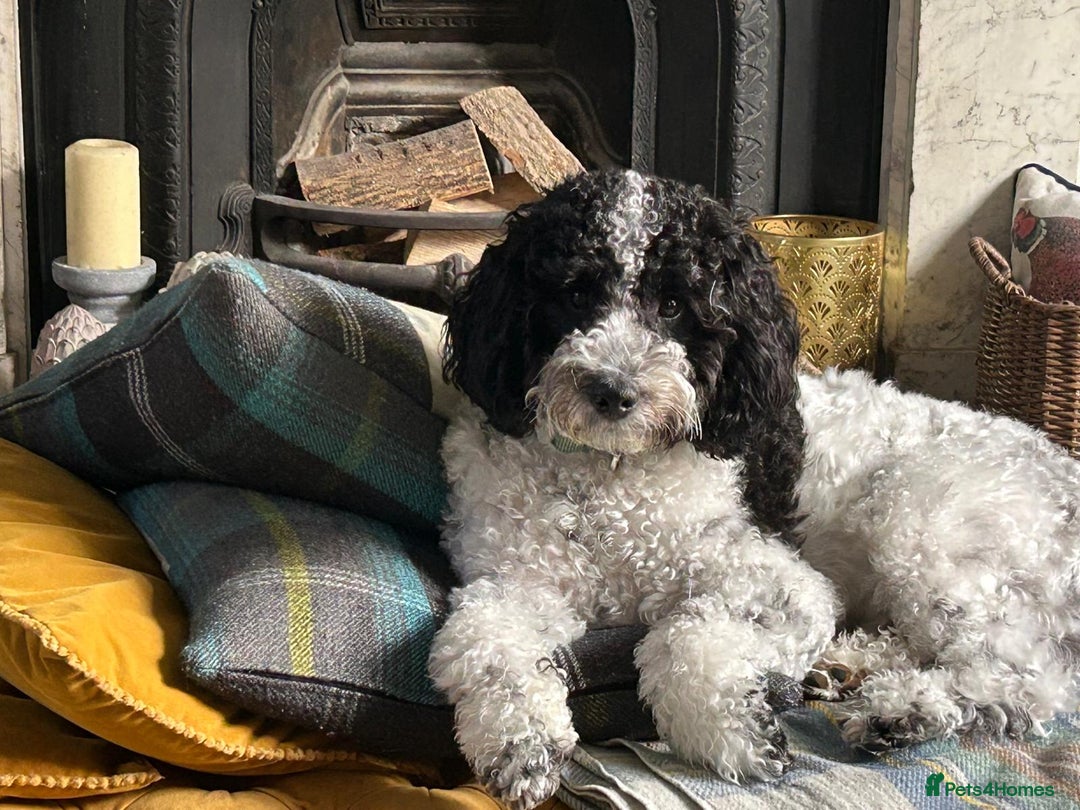 Cockapoo dogs for stud: Cockapoo for stud - Montgomery  - Image 5