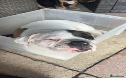Dorset Olde Tyme Bulldogge dogs for sale: 12 week old olde Tyme bulldog female - Image 3