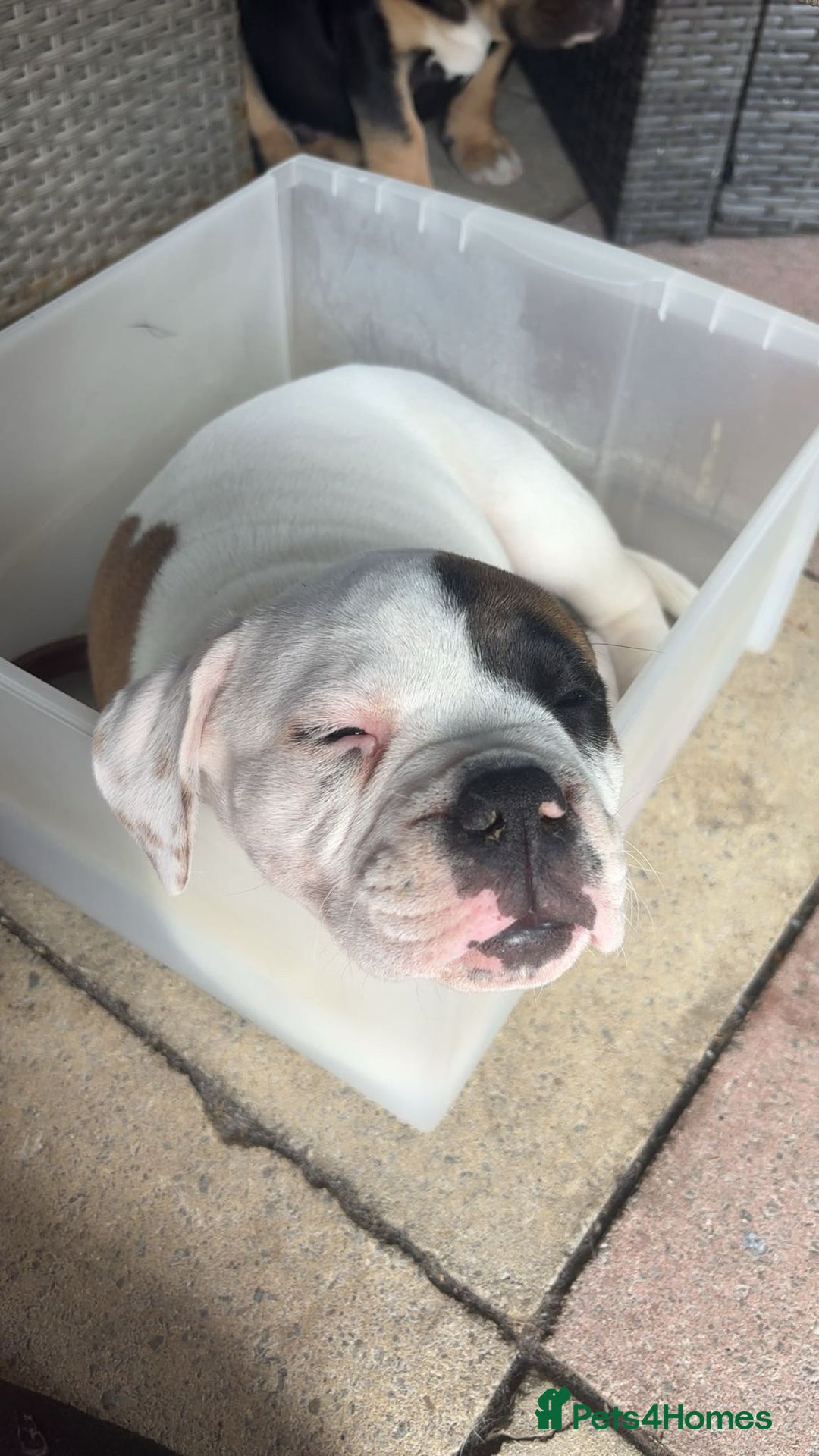 Dorset Olde Tyme Bulldogge dogs for sale: 12 week old olde Tyme bulldog female - Image 3