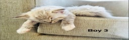 Ragdoll cats for sale: Stunning Ragdoll Kittens Available - Advert 10