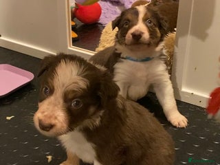 Border Collie dogs 2 Boys Red/Brown Tri BorderCollie Pups: rough coat - Advert 2