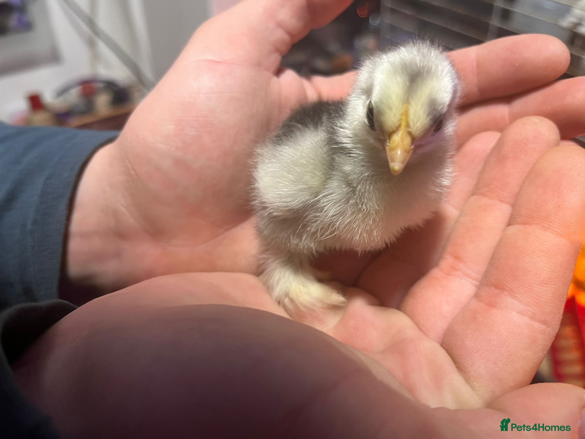 Chickens poultry Mix of pekin bantam and frizzled pekins chicks  - Advert 2