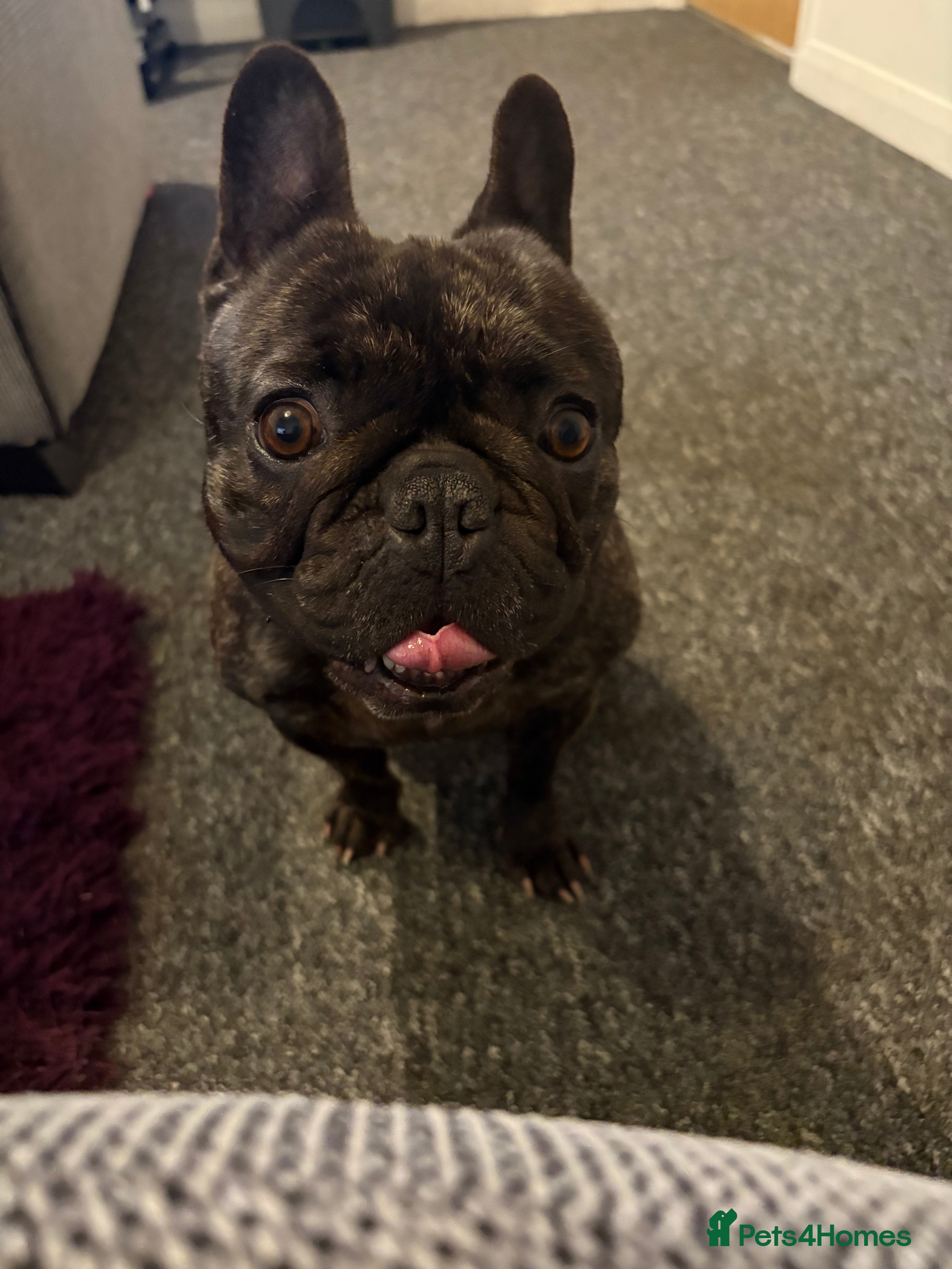 French Bulldog dogs 3 year old female French bulldog in Southampton - Advert 11
