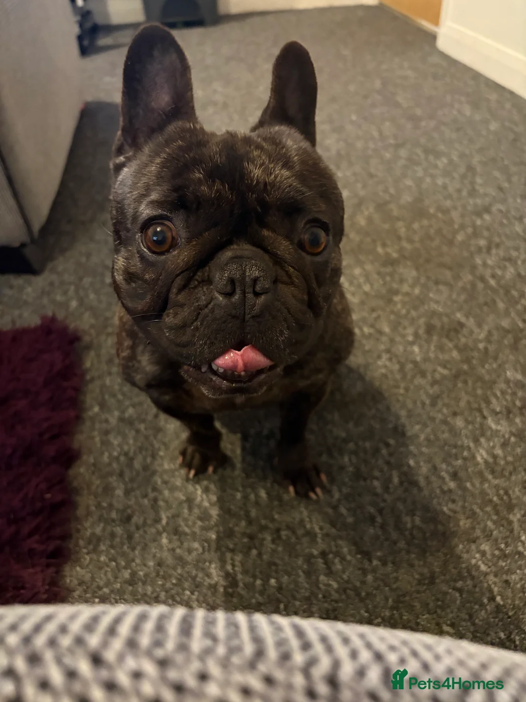 French Bulldog dogs for sale: 3 year old female French bulldog in Southampton - Advert 1
