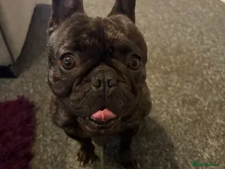 French Bulldog dogs 3 year old female French bulldog in Southampton - Advert 11