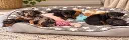 Miniature Dachshund dogs for sale: Health Tested - K.C Registered  - Advert 1