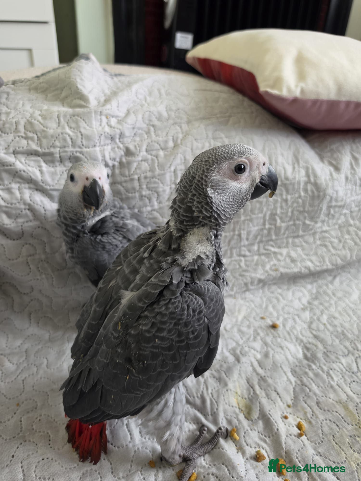 Parrots birds 2 African greys available  - Advert 5