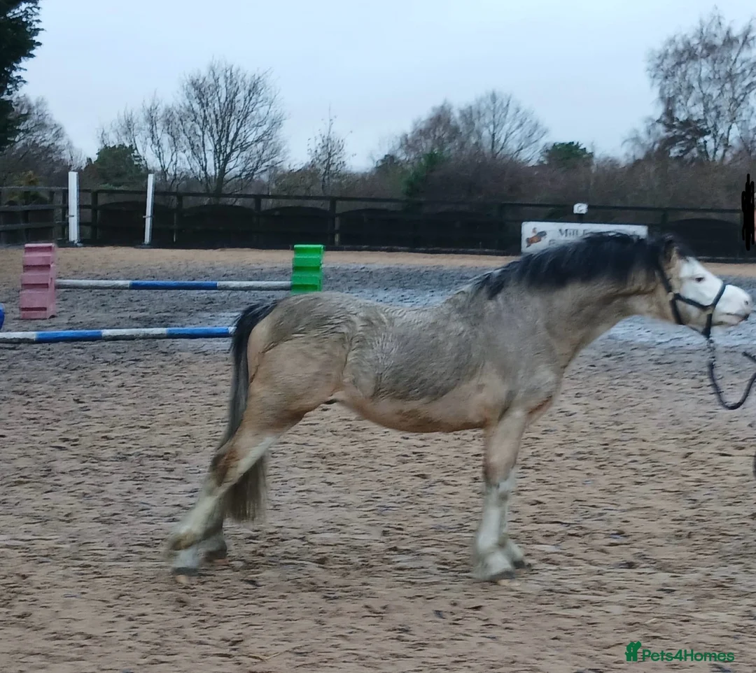 Welsh Section A horses for sale: Future child’s pony in Stockport - Advert 2