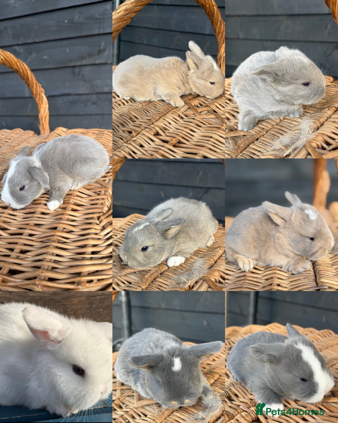 Mini Lop rabbits for sale: Mini lop bunnies  - Advert 1