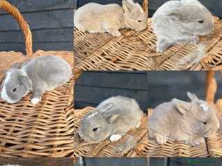 Mini Lop rabbits Mini lop bunnies - Advert 4