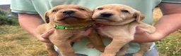 Labrador Retriever dogs for sale: Gorgeous fox red and yellow Labrador puppies  - Advert 17