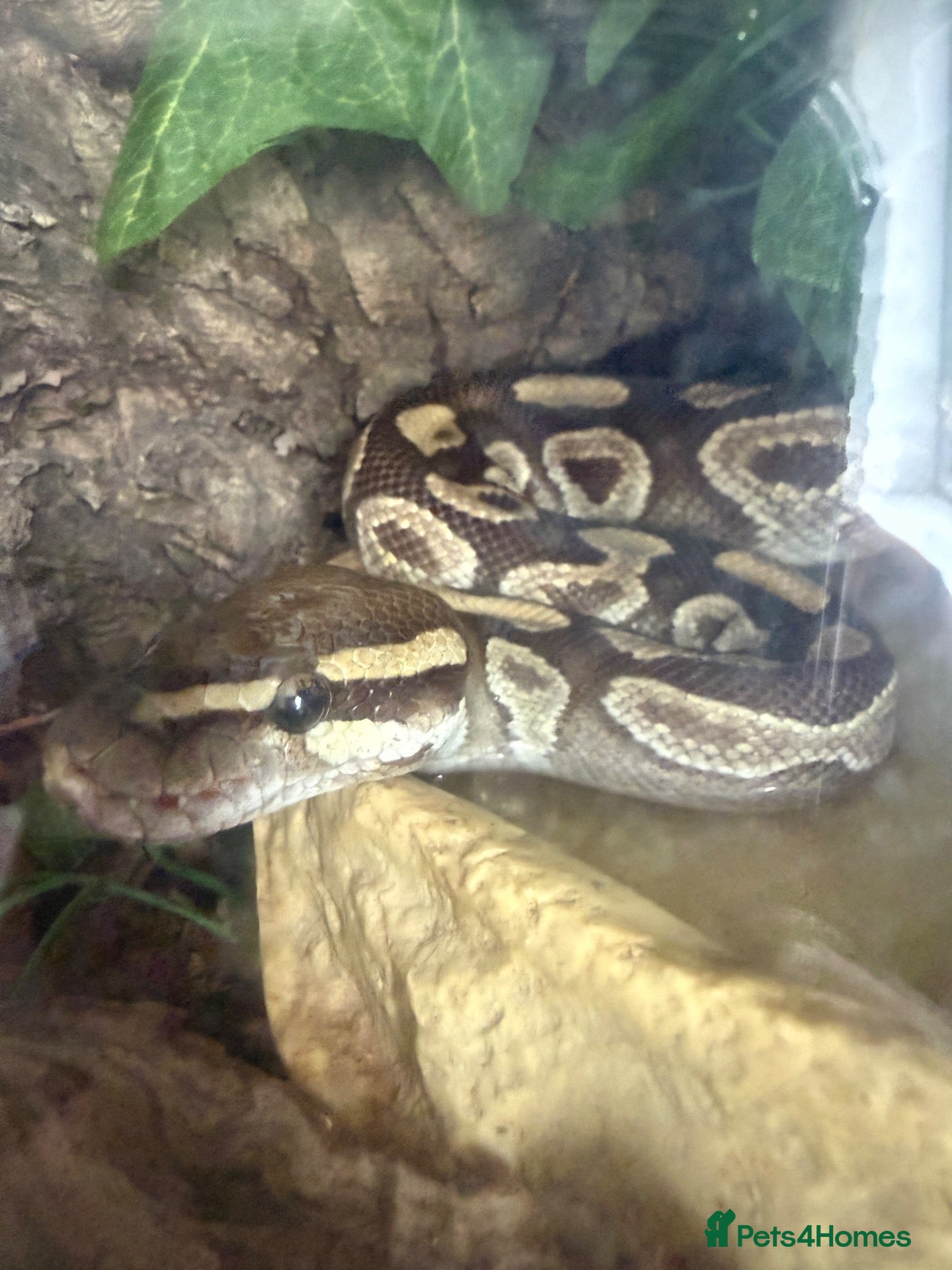 Python Snake reptiles Female friendly ball python  - Advert 3
