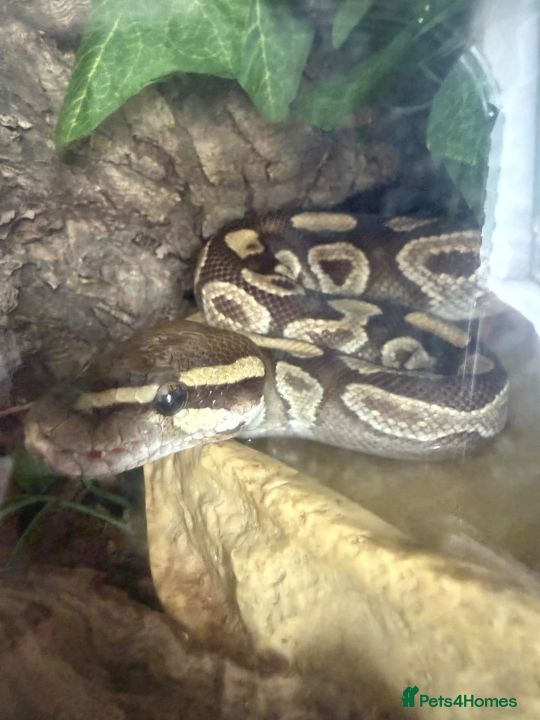 Python Snake reptiles for sale: Female friendly ball python  in Mansfield - Advert 1