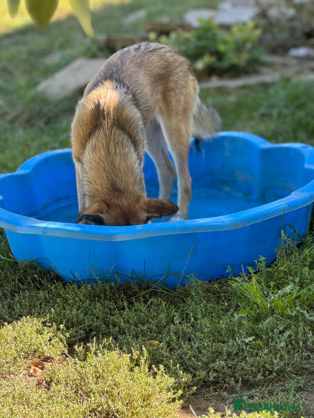 Mixed Breed dogs for adoption: EVIE - a Beautiful & Kind Girl, for a Loving Home - Image 7